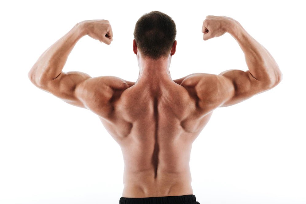 Best Calisthenics Shoulder Exercises For Massing Up Your Upper Body - Gripzilla - The Best Grip and Forearm Strength Exercises, Arm Wrestling Tools, Hand Grippers to Improve Grip Strength